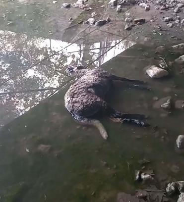 Başıboş köpekler sürüye saldırıp, 3 koyunu öldürdü