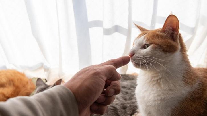 Kediler sevilirken neden aniden ısırır? Bir sebebi varmış