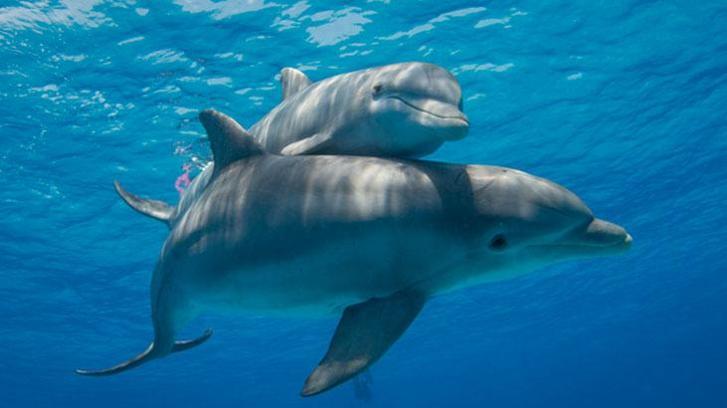 Dünyanın en zeki hayvanları: Şişe burunlu yunuslar! Birbirlerini böyle buluyorlar