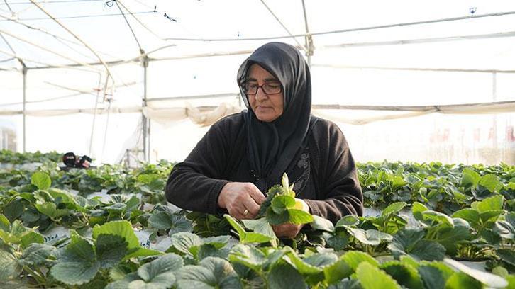 Topraksız tarım yöntemiyle çilek üretimi kadın emeğiyle büyüyor