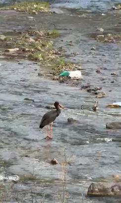 Karabük'te kara leylek görüldü