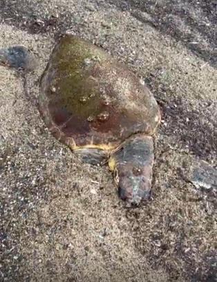 Ayvalık'ta deniz kaplumbağası ölüsü sahile vurdu