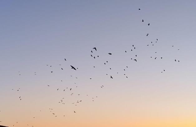 Karga ve sığırcıklar, gökyüzünde görsel şölen oluşturdu
