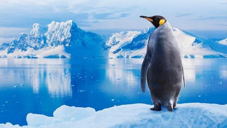 Antarktika'nın dondurucu sırrı! Penguenler neden üşümez?