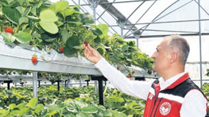 Ordu’da çilek sürprizi