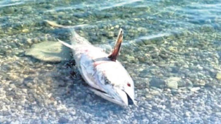 Çeşme ve Karaburun’da orkinos alarmı