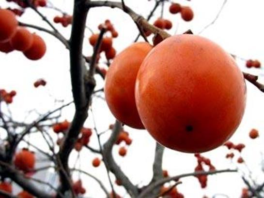 Üşümemek için Trabzon hurması yiyin