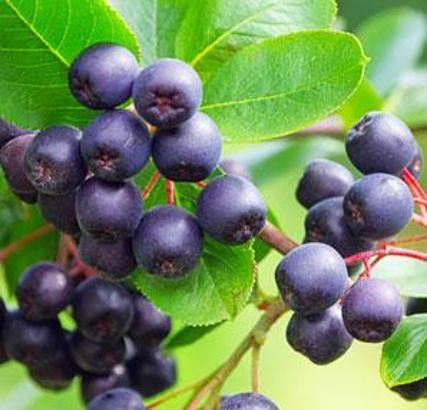 Yeni süper meyve Aronia!