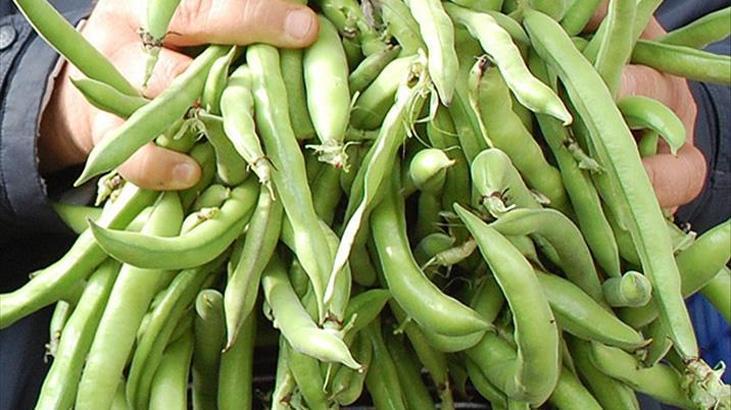 Bakla nasıl pişirilir? Kuru ve zeytinyağlı bakla pişirme yöntemleri