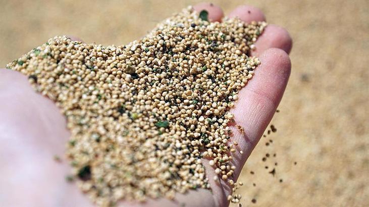 Kinoa Nasıl Pişirilir? Beyaz Kinoa Ve Bitkisini Pişirme Yolları