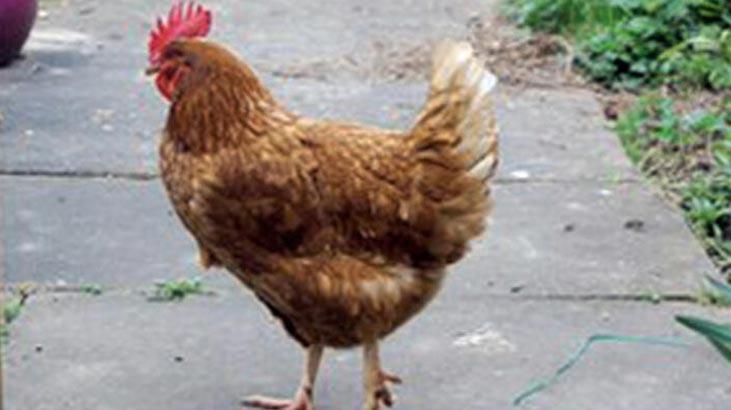 Rüyada Tavuk Görmek Ne Demek? Rüyada Beyaz Çiğ Tavuk, Pişmiş Tavuk Görmek Ne Demektir?
