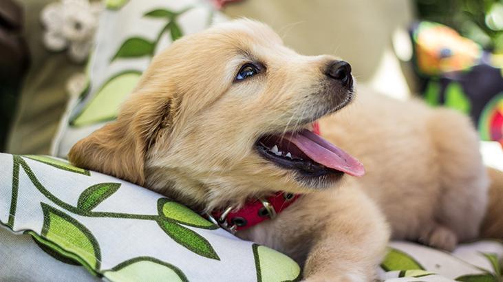 Rüyada Yavru Köpek Görmek Ne Demek? Rüyada Siyah, Beyaz Küçük Köpek Yavrusu Görmek Anlama Gelir?