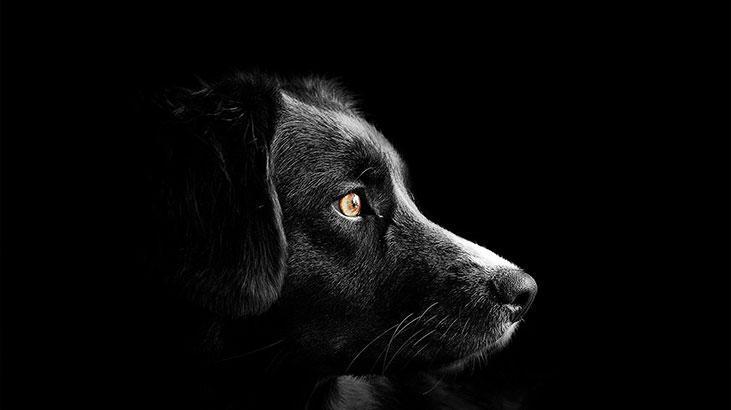 Rüyada Siyah Köpek Görmek Ne Demek? Rüyada Büyük, Yavru Siyah Köpek Sevmek Ne Anlama Gelir?