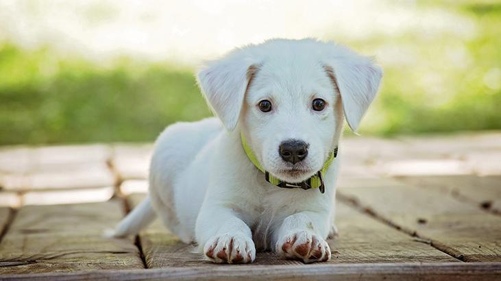 Rüyada Beyaz Köpek Görmek Ne Demek? Rüyada Küçük Beyaz Köpek Yavrusu Sevmek Ne Anlama Gelir?