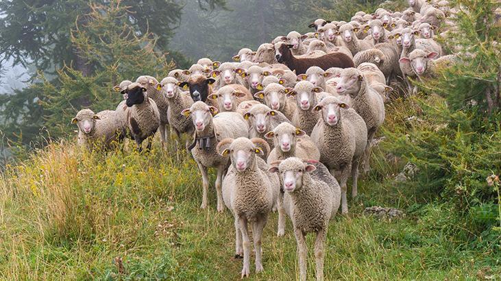 Rüyada Koyun Sürüsü Görmek Ne Demek? Koyun Ve Keçi Sürüsü Otlatmak Ne Anlama Gelir?