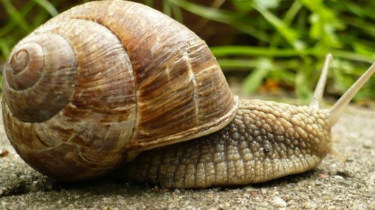 Rüyada Salyangoz Görmek Ne Demek? Çok Sayıda Kabuksuz Salyangoz Görmek Ne Anlama Gelir?