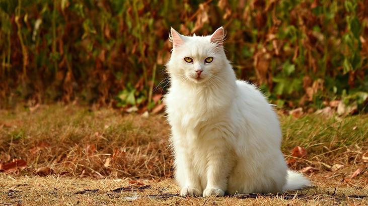 Rüyada Beyaz Kedi Görmek Ne Demek? Beyaz Kedi Yavrusu Sevmek, Beyaz Kedi Isırması (Saldırması) Nedir?