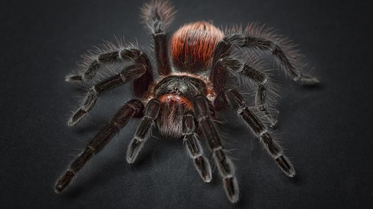 Rüyada Tarantula Görmek Ne Demek? Siyah Tarantula Öldürmek Ne Anlama Gelir?