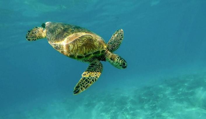 Rüyada Su Kaplumbağası Görmek Ne Demek? Suda Kaplumbağa Yavruları Görmek Nedir?