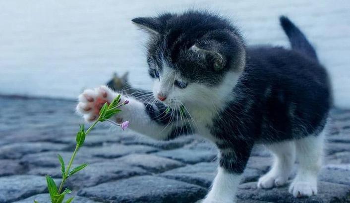 Rüyada Kedi Sahiplenmek Ne Demek? Yavru Kedi Sahiplendiğini Görmek Nedir?