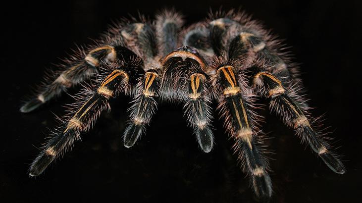 Rüyada Siyah Örümcek Görmek Ne Demek? Ağ İçerisindeki Örümceği Öldürmek