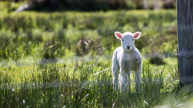 Rüyada Köye Gitmek Ne Demek? Otobüsle, Arabayla Köye Gezmeye Gittiğini Görmek Nedir?