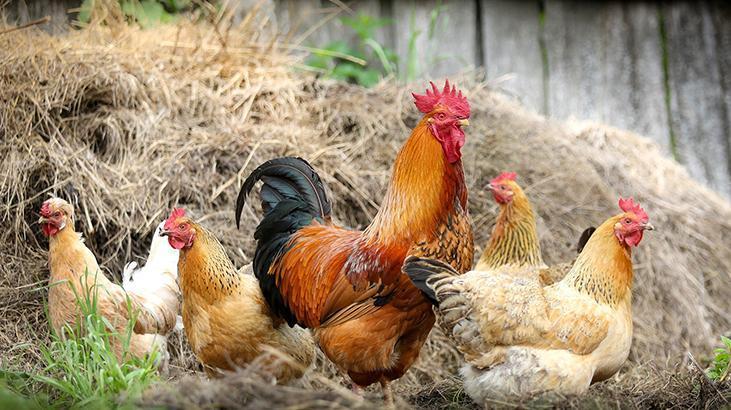 Rüyada Tavuk Kesmek Ne Demek? Tavuk Kestiğini Görmek Ne Anlama Gelir?