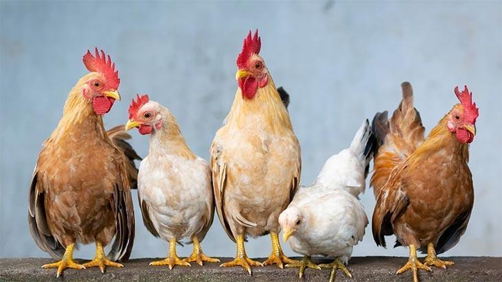 Rüyada Beyaz Tavuk Görmek Nedir? Canlı Beyaz Tavuk Görülmesi Ne Demek?