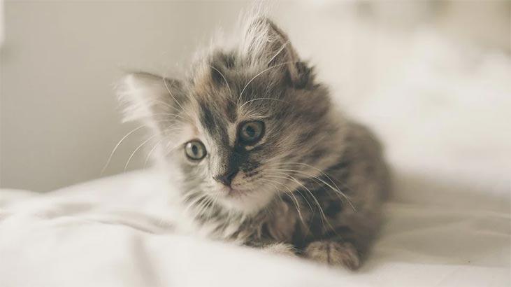Rüyada Gri Kedi Görmek Nedir? Evde Gri Yavru Kedi Sevmek Ne Demek
