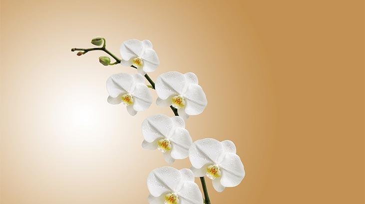 Rüyada Orkide Görmek Nedir? Beyaz, Mor Ve Mavi Orkide Çiçeği Görmek Ne