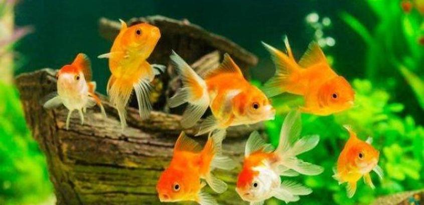 Rüyada Akvaryum Balığı Görmek Nedir? Akvaryumda Renkli Küçük Balıklar Görmek