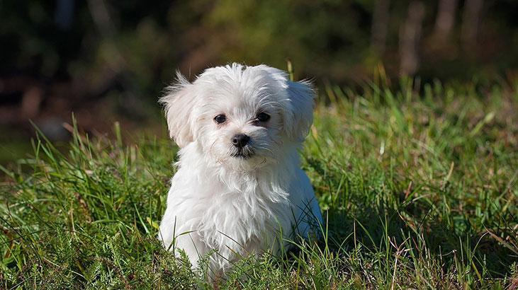 Rüyada Süs Köpeği Görmek Nedir? Evde Küçük Beyaz Süs Köpeği Sevmek Ve Beslemek
