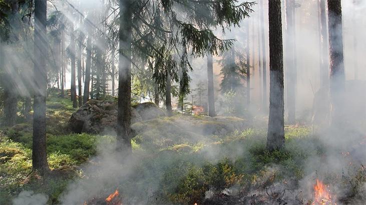 Rüyada Orman Yangını Görmek Nedir? Büyük Bir Orman Yangınını Söndürürken Görmek
