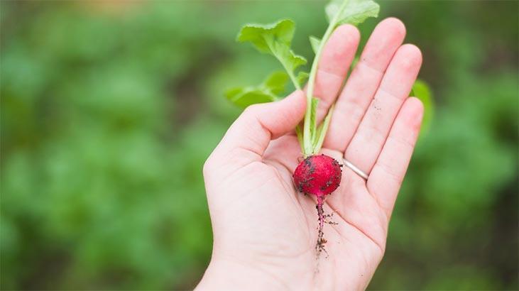 Rüyada Turp Görmek Nedir? Kırmızı, Siyah Ve Yeşil Turplar Toplamak Ne Anlama Gelir?