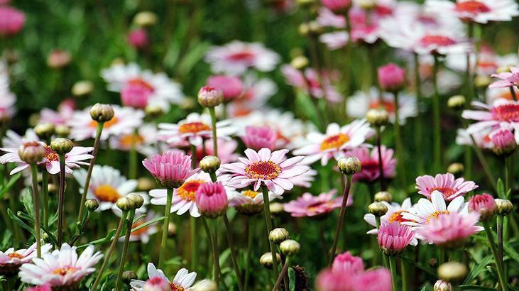 Rüyada Çiçek Bahçesi Görmek Nedir? Rengarenk Çiçeklerin Olduğu Bahçe Görmek