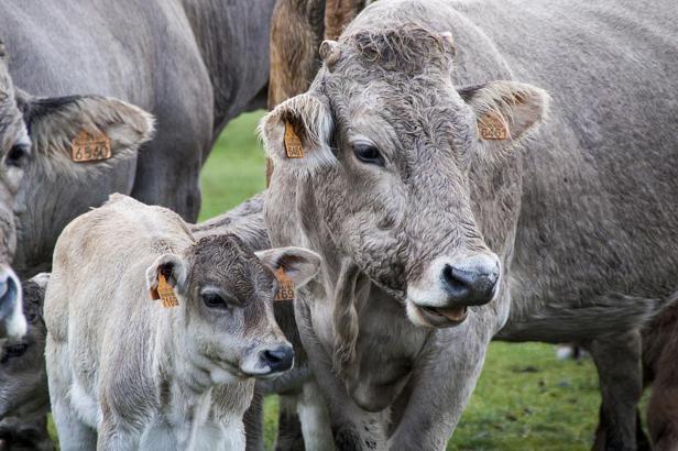 Rüyada Dana Görmek Ne Demek? Kurbanlık Siyah, Kahverengi Ve Beyaz Dana Görmek