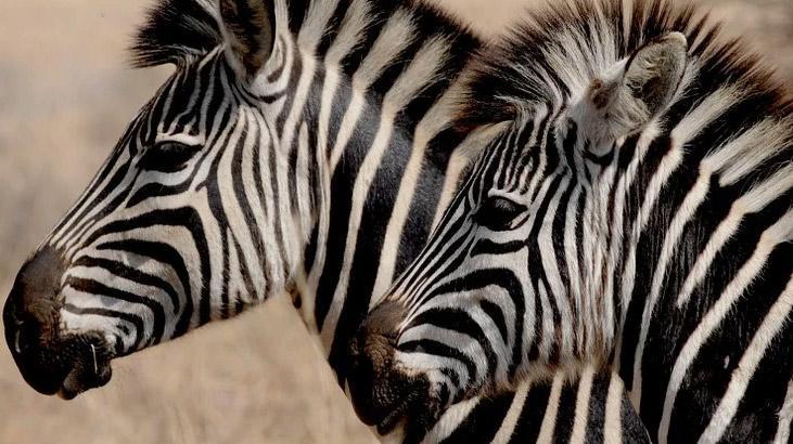 Rüyada Zebra Görmek Ne Demek? Ölmüş Yavru Zebralar Görmek