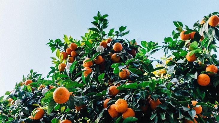 Rüyada Mandalina Ağacı Görmek Ne Demek? Evde Yeşil Mandalina Ağacı Görmek