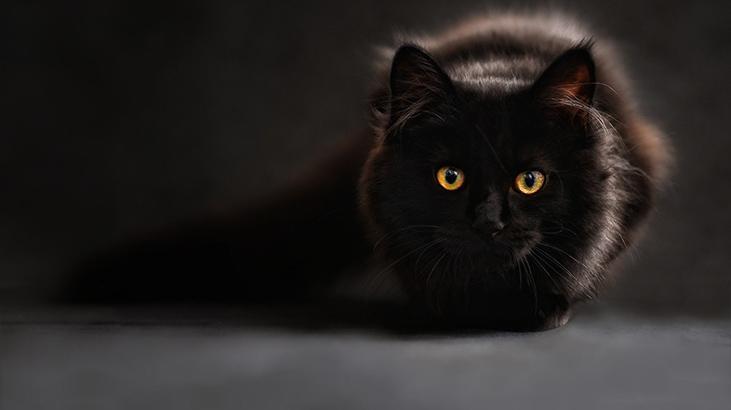 Rüyada Kedi Pisliği Görmek Ne Demek? Evde Yavru Kedi Dışkısı Görmek
