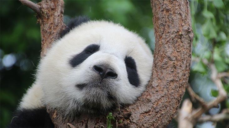 Rüyada Panda Görmek Ne Demek? Ölmüş Beyaz Yavru Pandalar Görmek