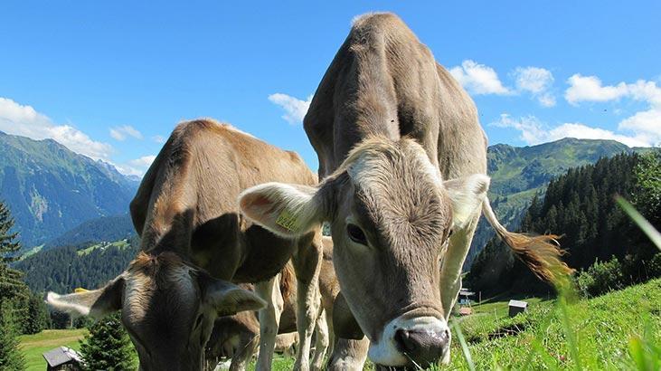 Rüyada İnek Pisliği Görmek Ne Demek? Ahırda İnek Dışkısı Görmek