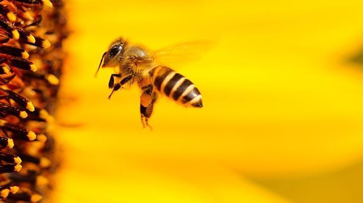 Rüyada Sarı Arı Görmek Ne Demek? Büyük Arıları Öldürdüğünü Görmek
