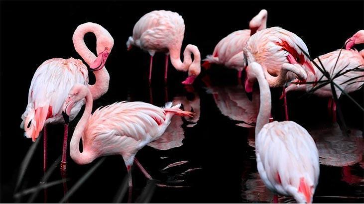 Rüyada Flamingo Görmek Ne Demek? Denizde Uçan Yavru Flamingolar Görmek