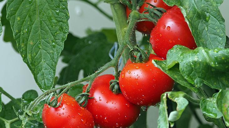 Rüyada Domates Fidesi Görmek Ne Demek? Saksıda Çiçek Açmış Fide Görmek