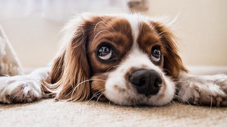 Rüyada Konuşan Köpek Görmek Ne Demek? Köpek İle Konuştuğunu Görmek Nedir?