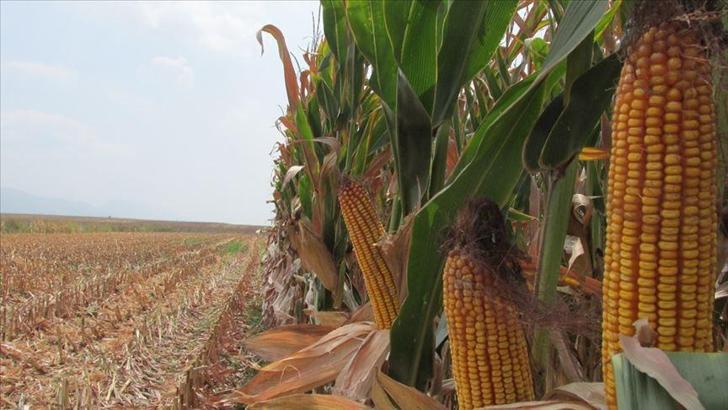 Emtia yatırımcısı ocakta mısırla kazandı