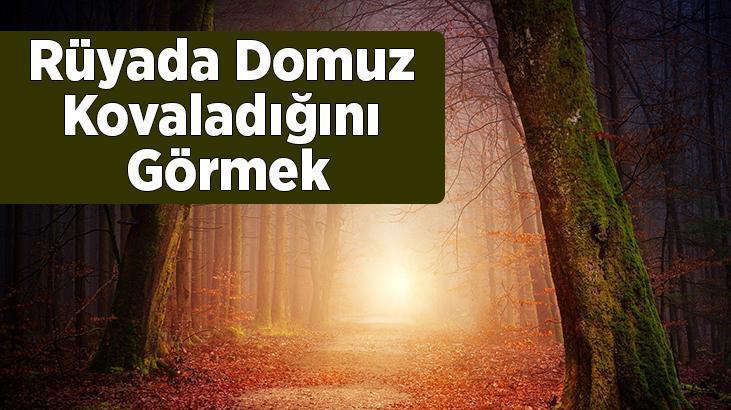Rüyada Domuz Kovaladığını Görmek Nedir? Domuzları Kovaladığını Görmek