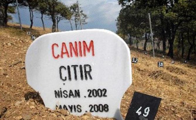 Türkiye'deki hayvan mezarlığından 13 duygusal fotoğraf
