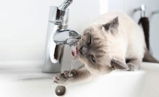 Suyu seven kedi ırkları