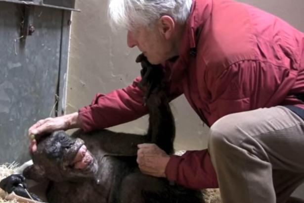 Ölüm döşeğinde olan 59 yaşındaki şempanze eski sahibinin sesini tanıdı